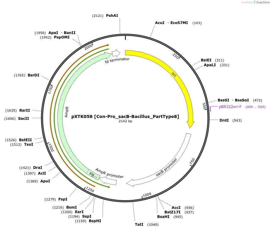 229295-plasmid-map-sequence-id-464686