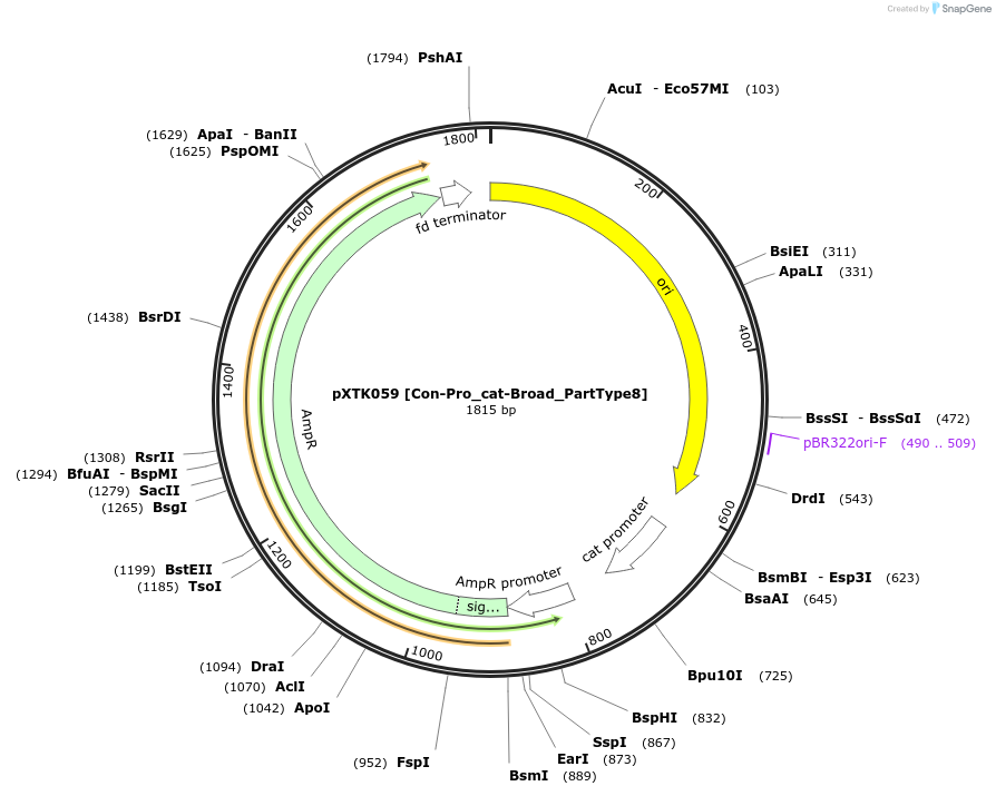 229296-plasmid-map-sequence-id-464687