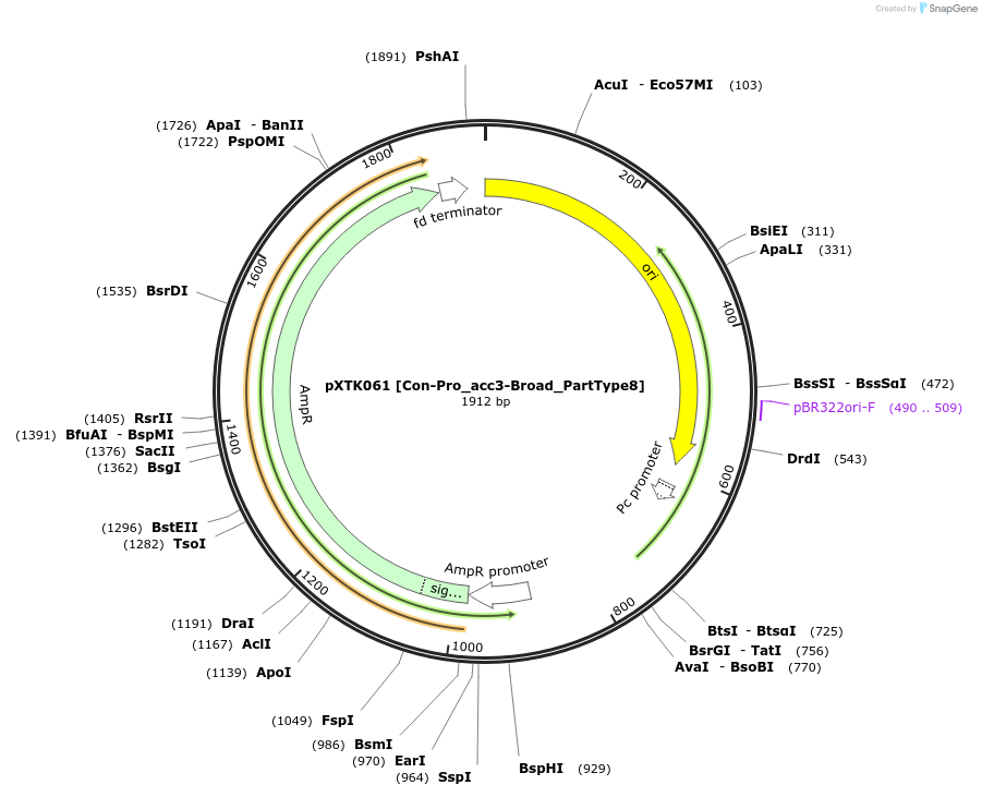 229298-plasmid-map-sequence-id-464689