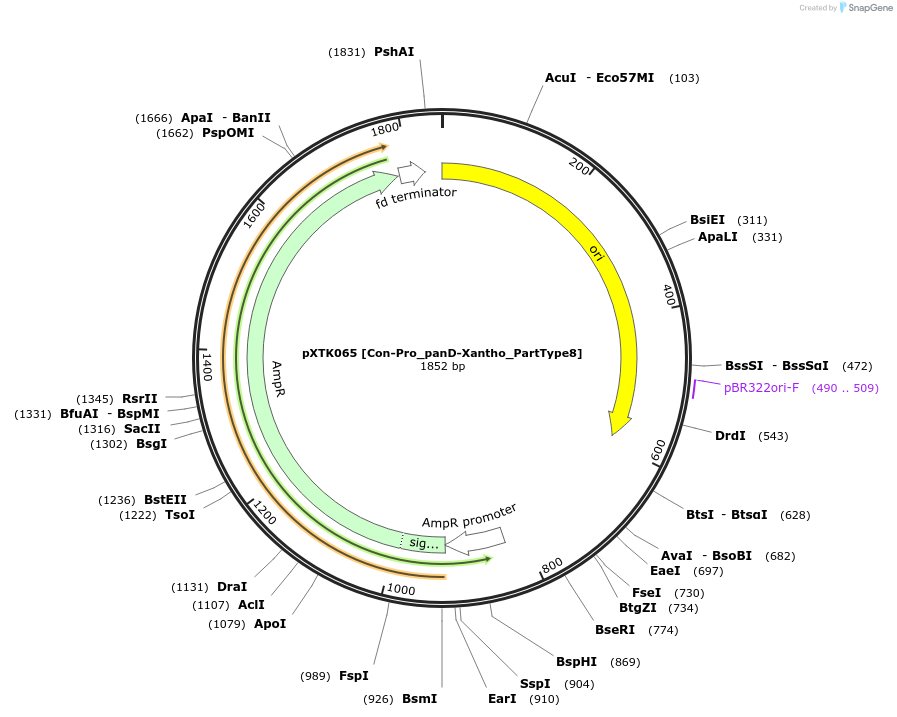 229302-plasmid-map-sequence-id-464692