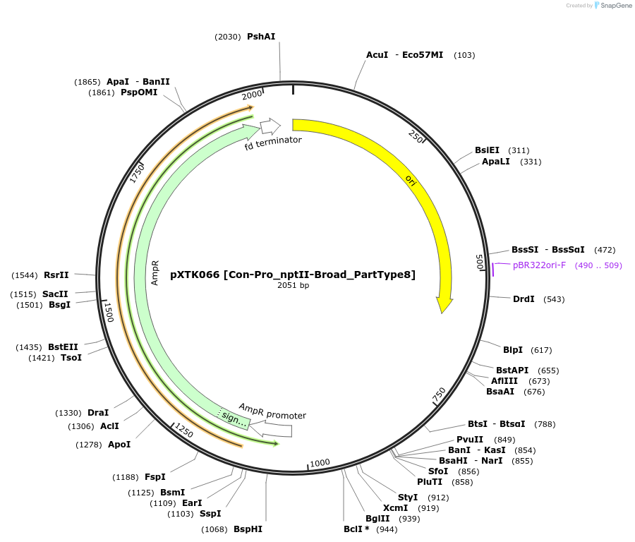 229303-plasmid-map-sequence-id-464693