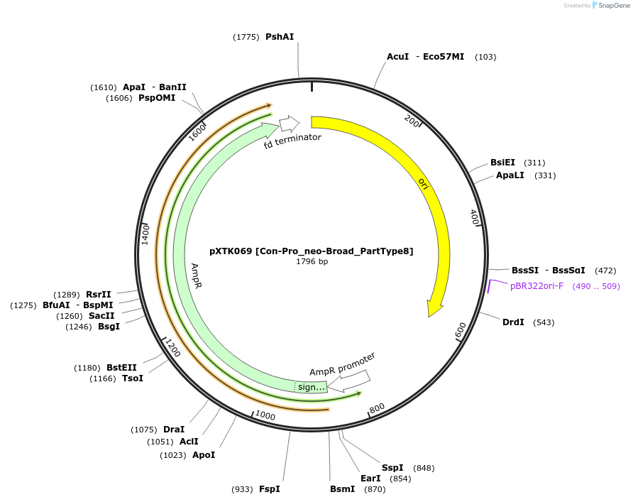229306-plasmid-map-sequence-id-464696