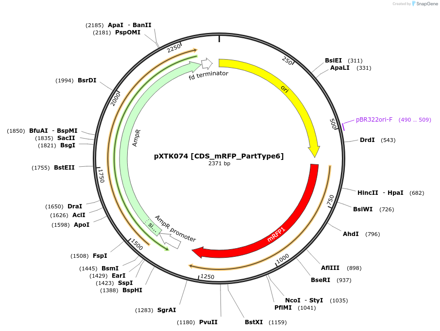 229311-plasmid-map-sequence-id-464700