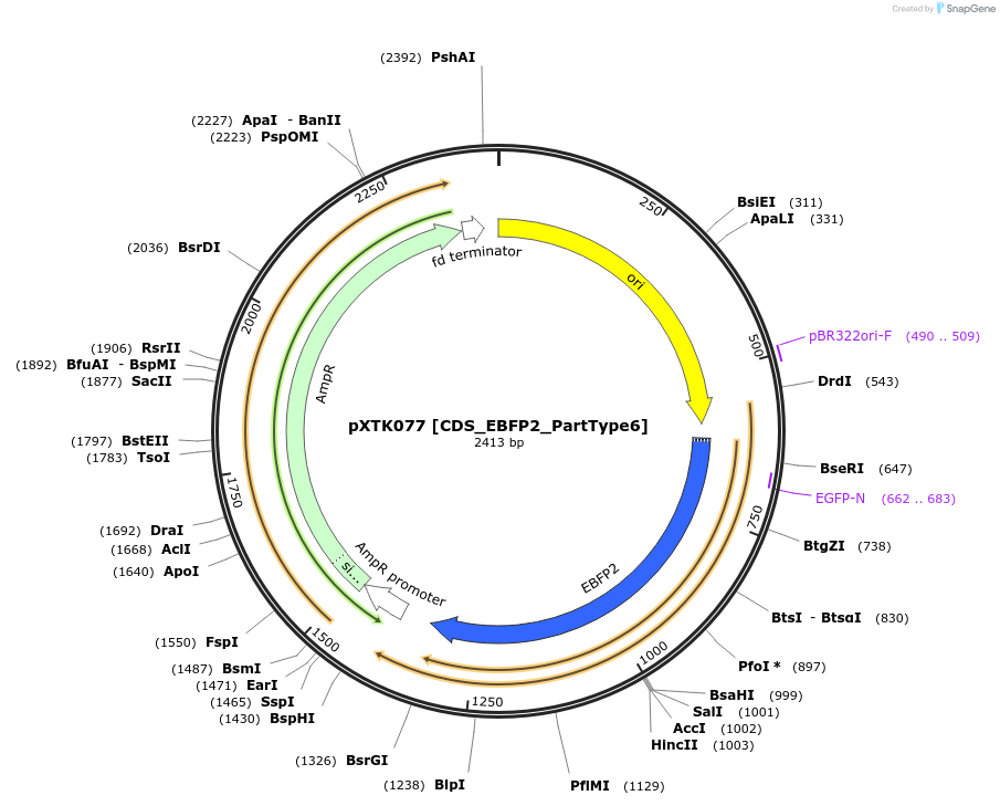 229314-plasmid-map-sequence-id-464703