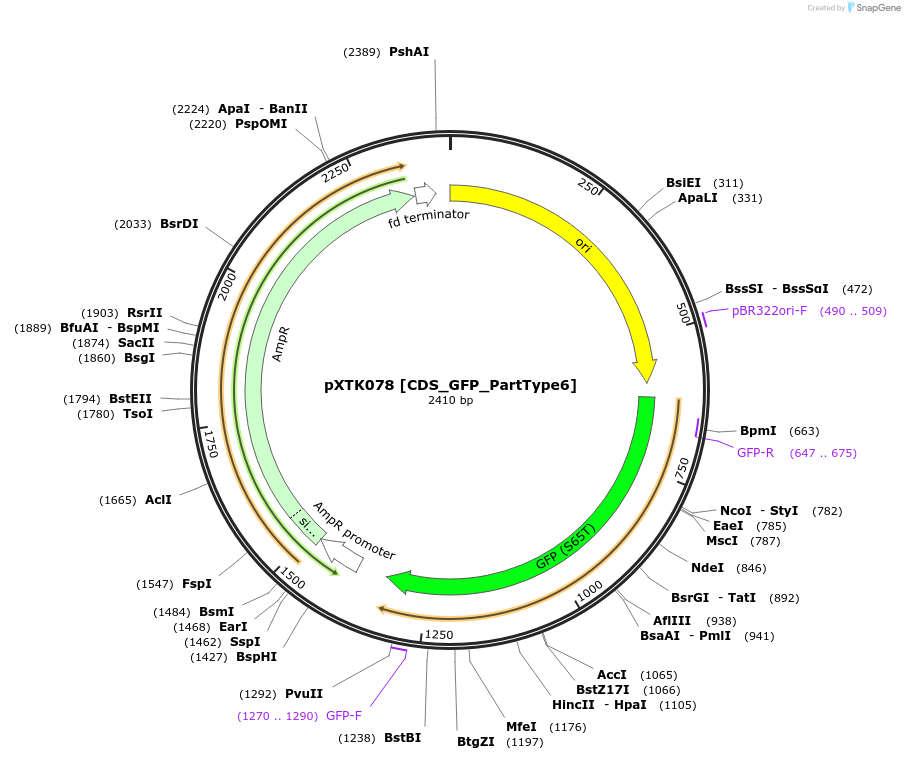 229315-plasmid-map-sequence-id-464704