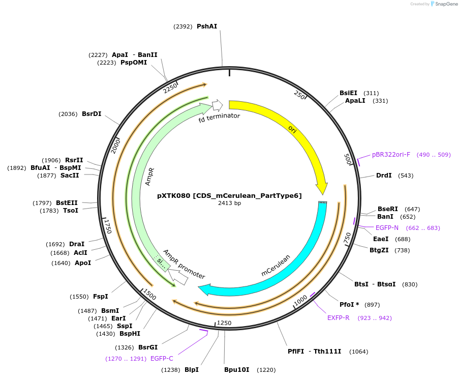 229317-plasmid-map-sequence-id-464706