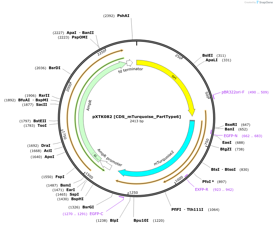 229319-plasmid-map-sequence-id-464708