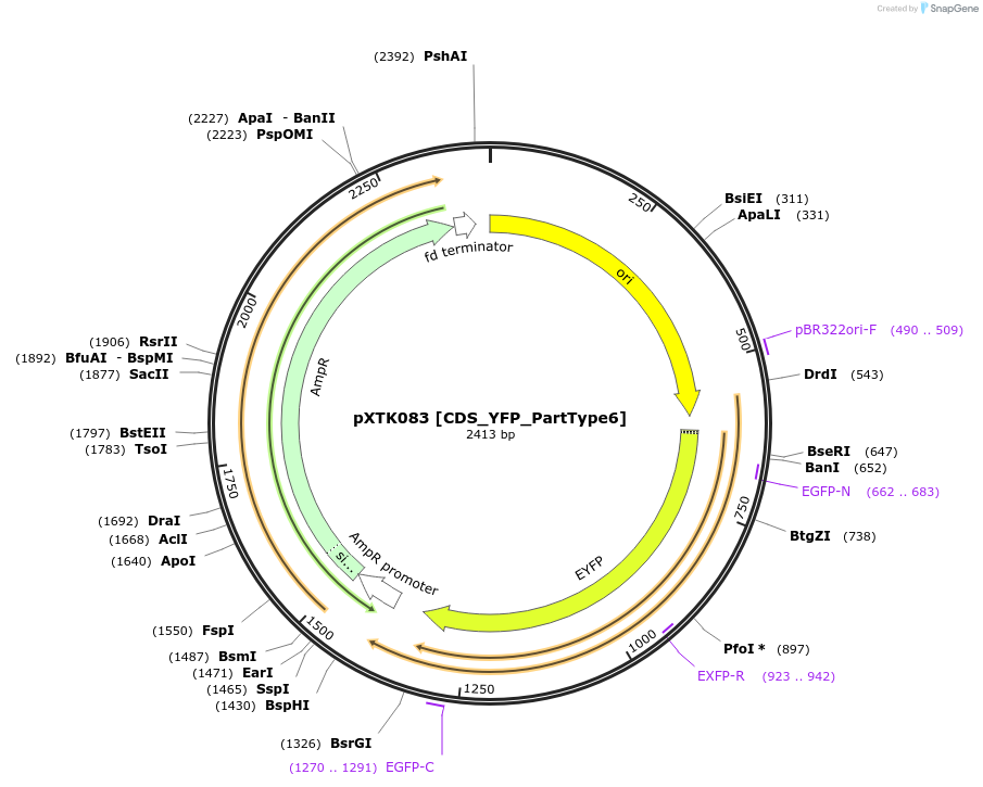 229320-plasmid-map-sequence-id-464709
