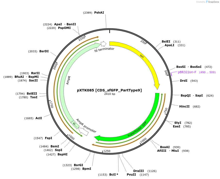 229322-plasmid-map-sequence-id-464711