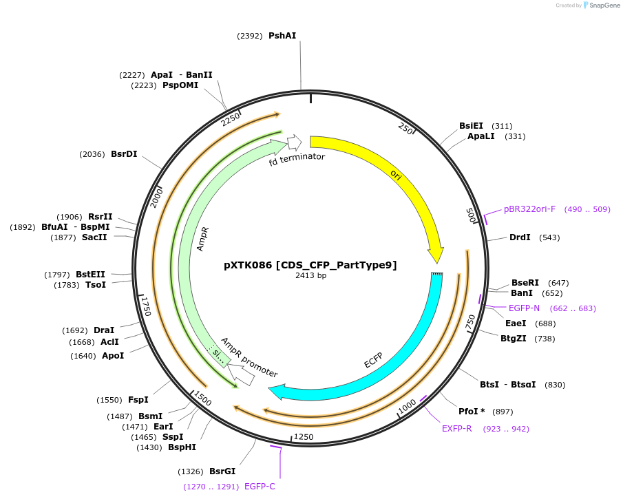 229323-plasmid-map-sequence-id-464712