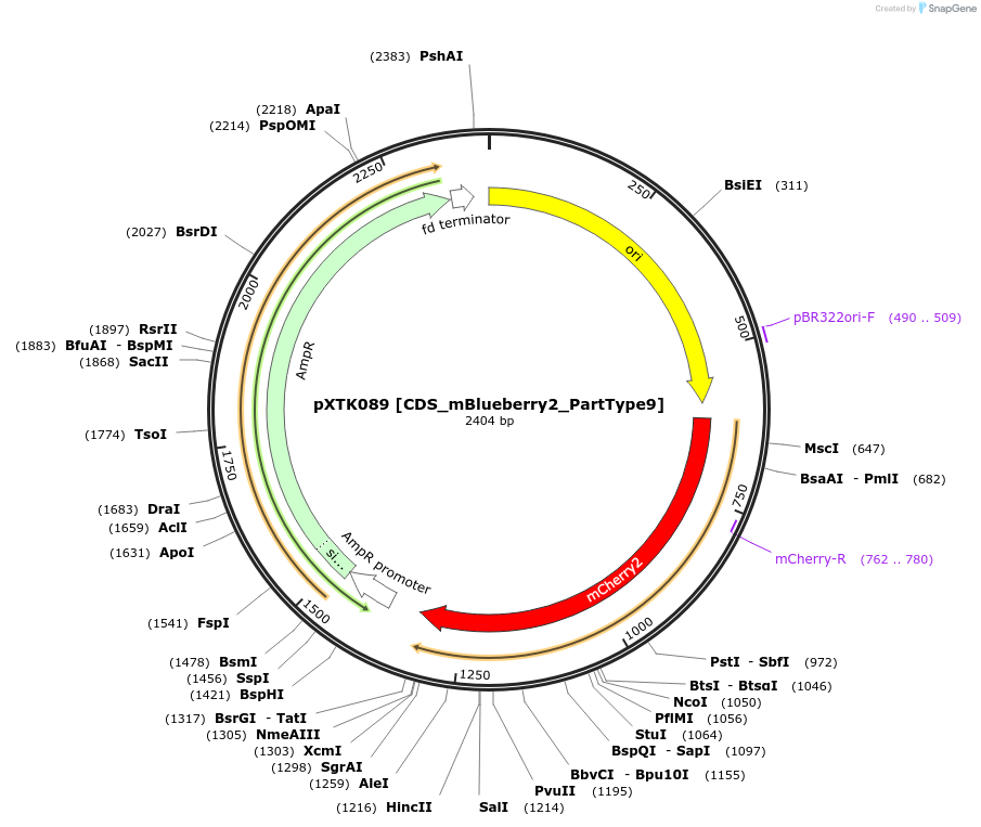 229326-plasmid-map-sequence-id-464715