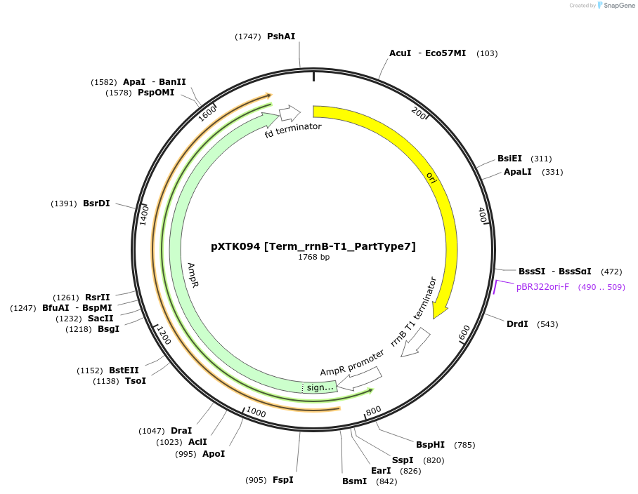 229331-plasmid-map-sequence-id-464720