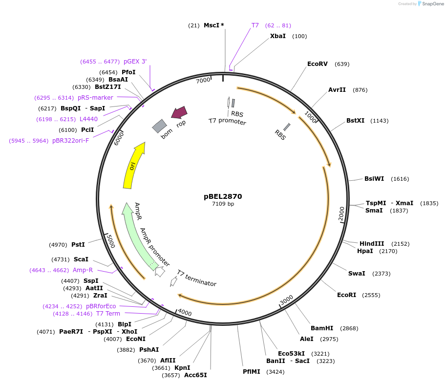 232515-plasmid-map-sequence-id-464722