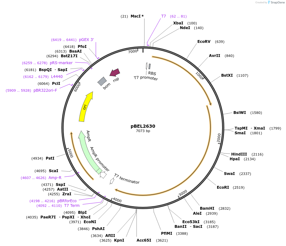 232496-plasmid-map-sequence-id-464732
