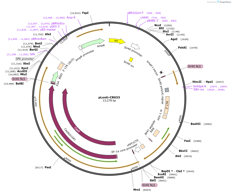 234042-plasmid-map-sequence-id-464734