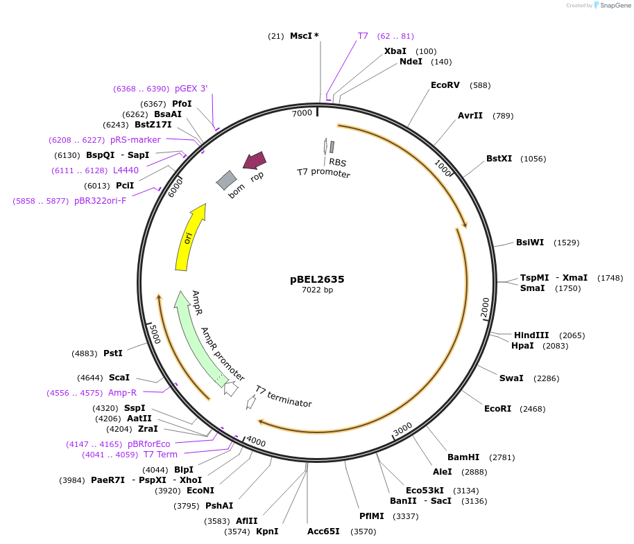 232499-plasmid-map-sequence-id-464737