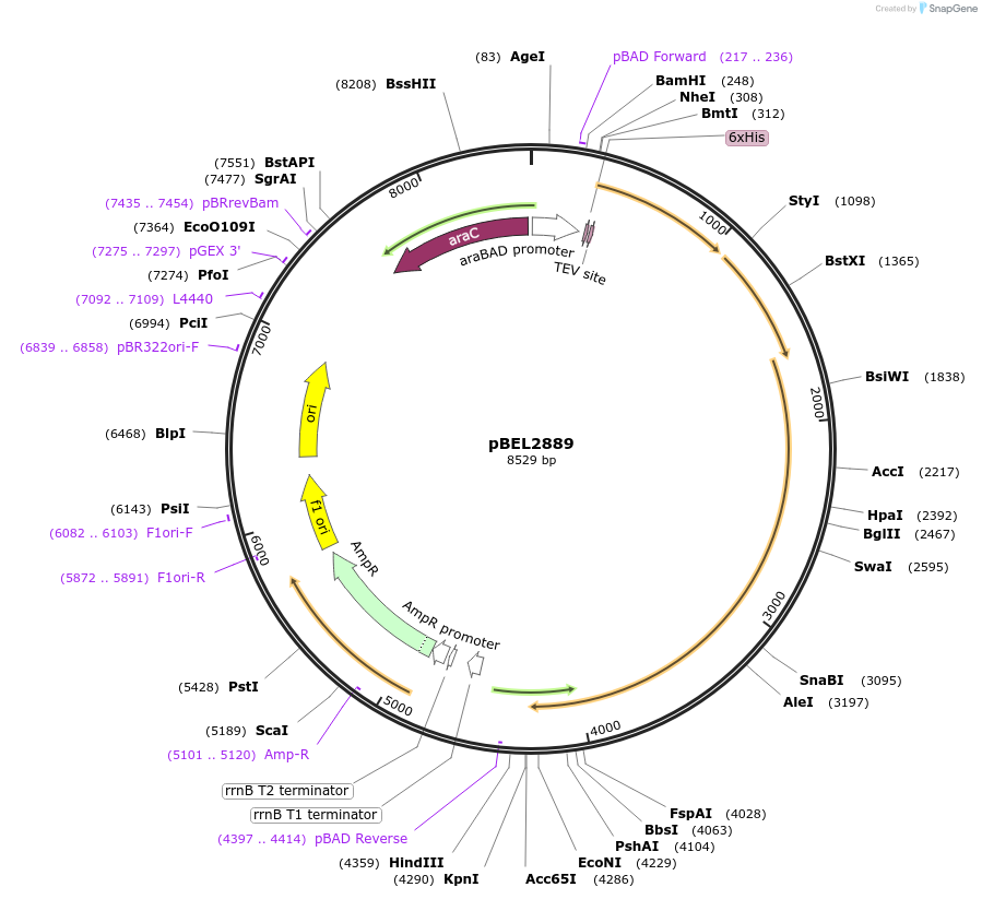 232521-plasmid-map-sequence-id-464739