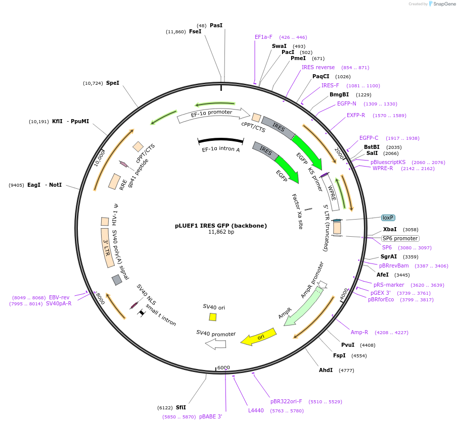 224466-plasmid-map-sequence-id-464744