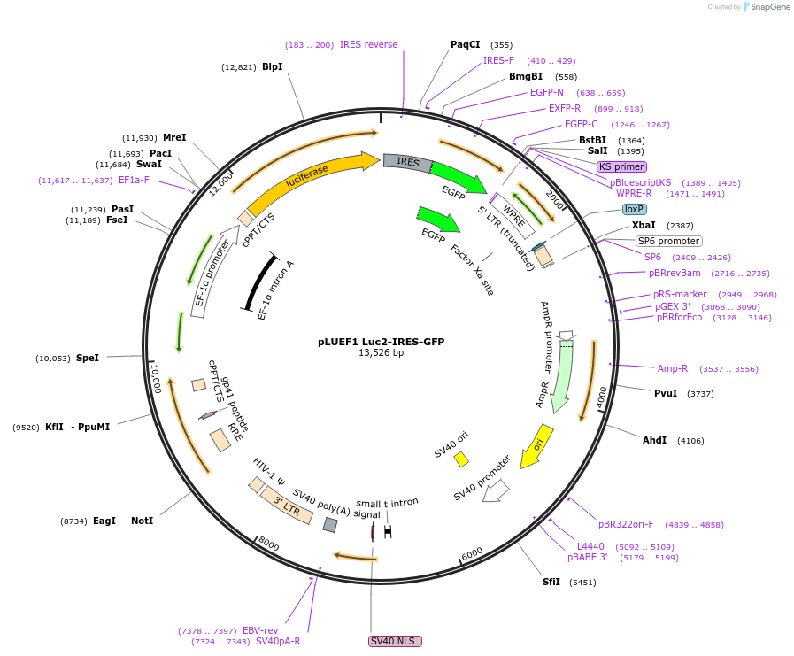 224467-plasmid-map-sequence-id-464745