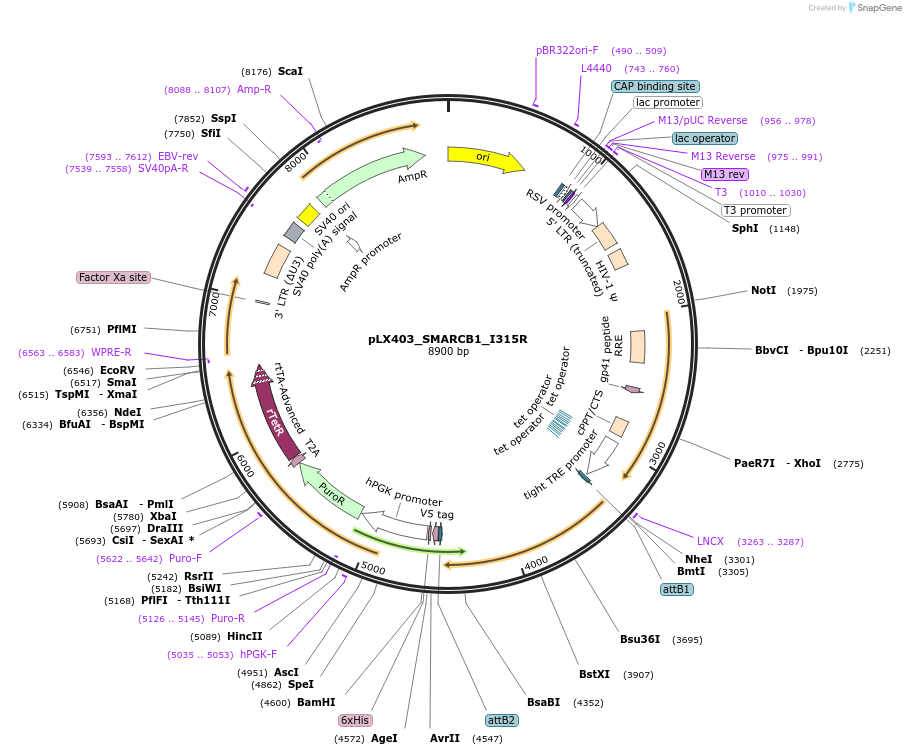 233909-plasmid-map-sequence-id-464752