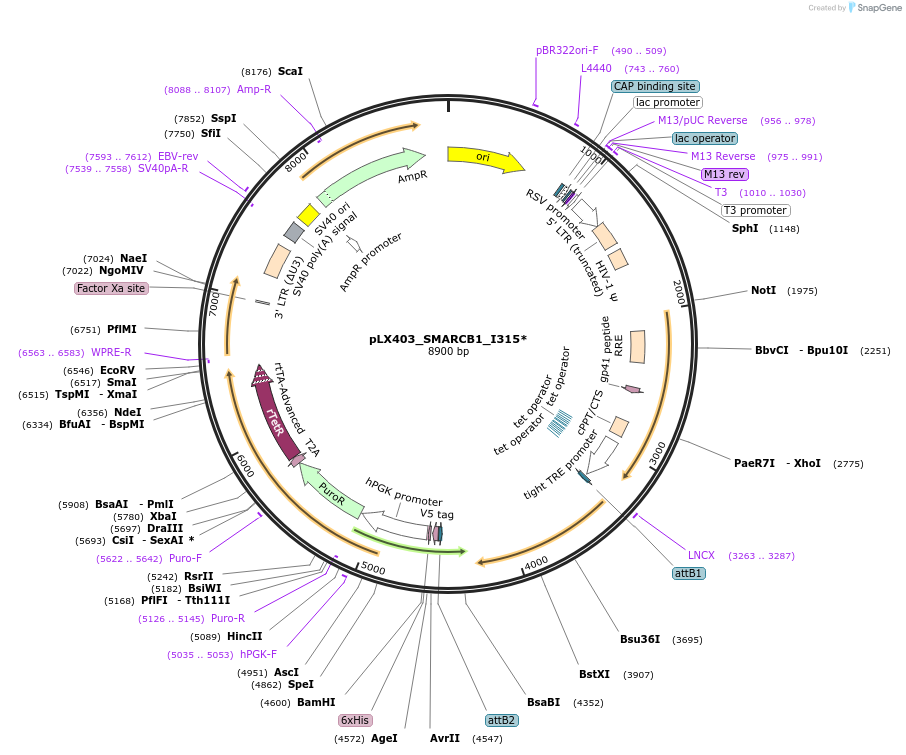 233910-plasmid-map-sequence-id-464753
