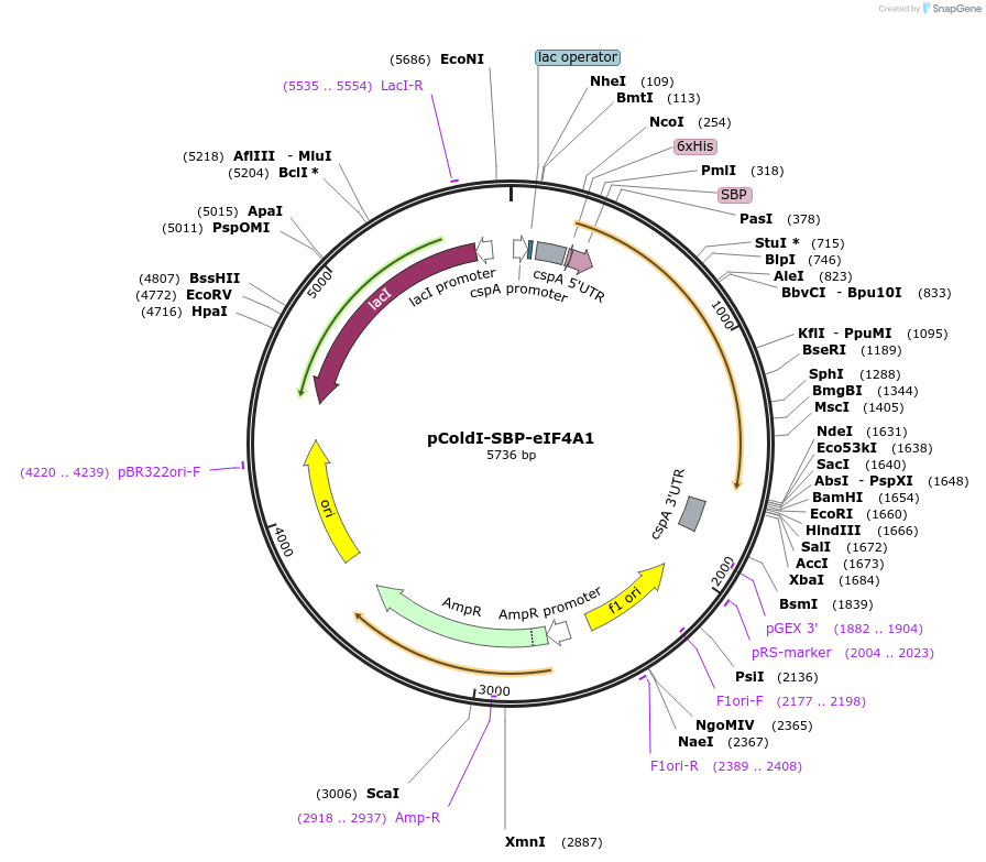233621-plasmid-map-sequence-id-464755
