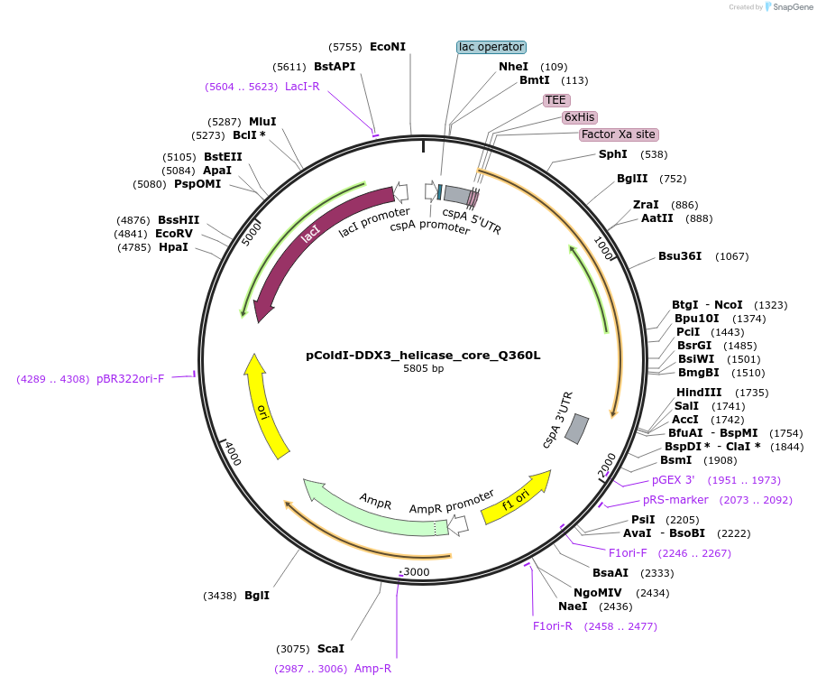 233619-plasmid-map-sequence-id-464756