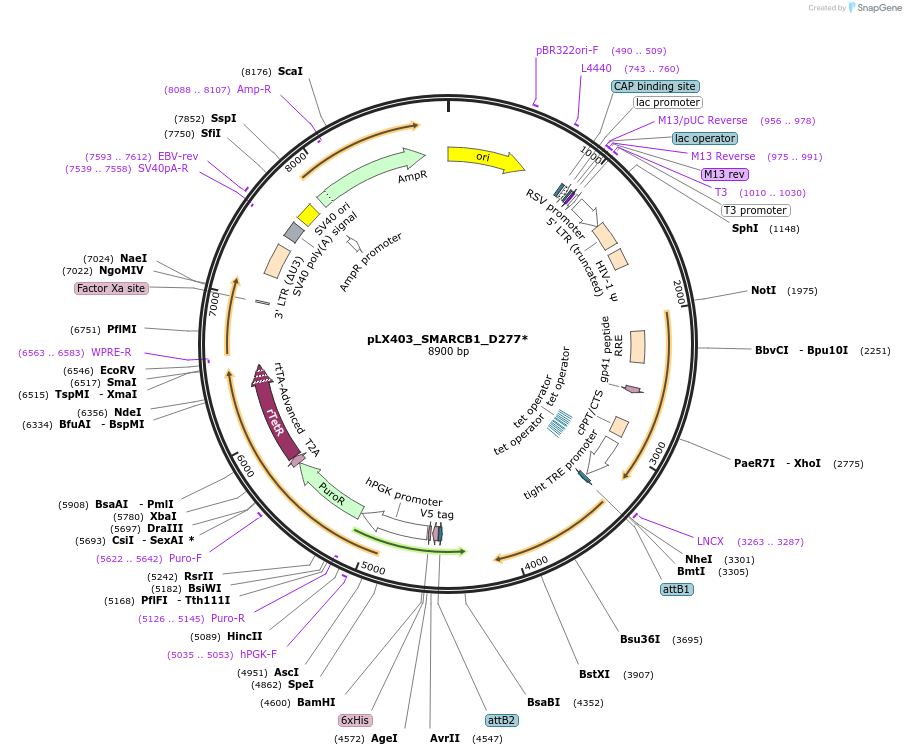 233901-plasmid-map-sequence-id-464760