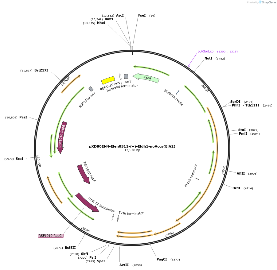 225312-plasmid-map-sequence-id-464765