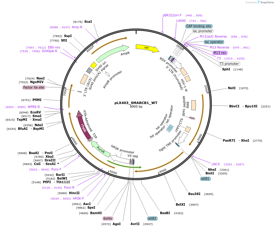 233902-plasmid-map-sequence-id-464766