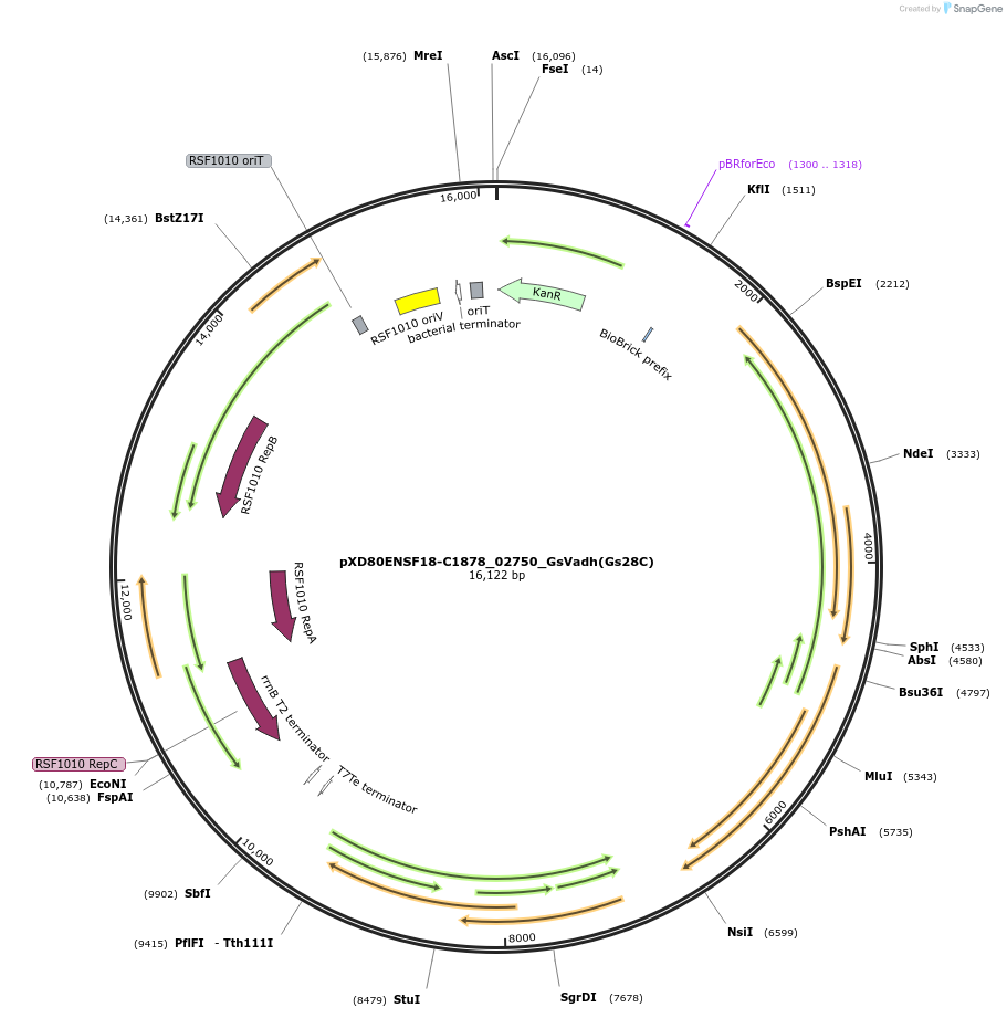 225304-plasmid-map-sequence-id-464767