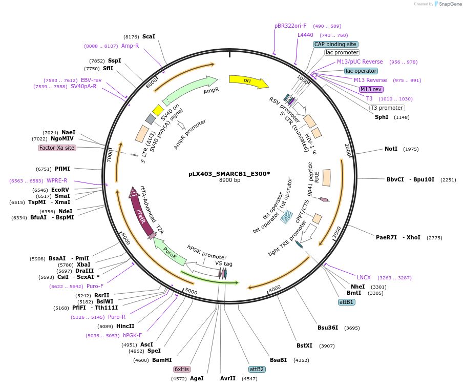 233907-plasmid-map-sequence-id-464771