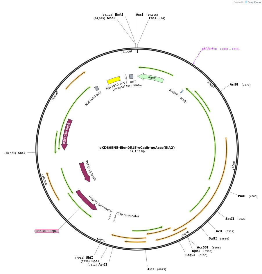 225313-plasmid-map-sequence-id-464773
