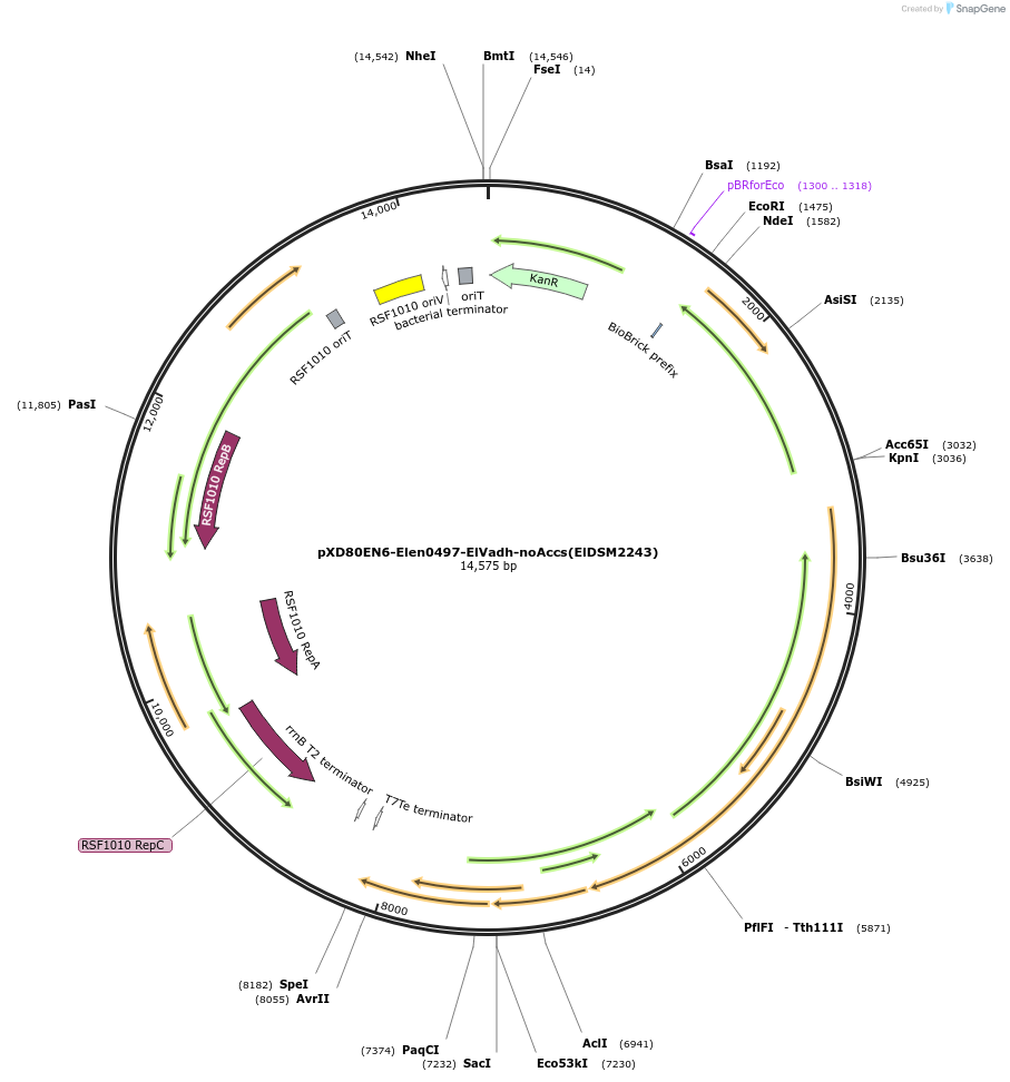 225314-plasmid-map-sequence-id-464774