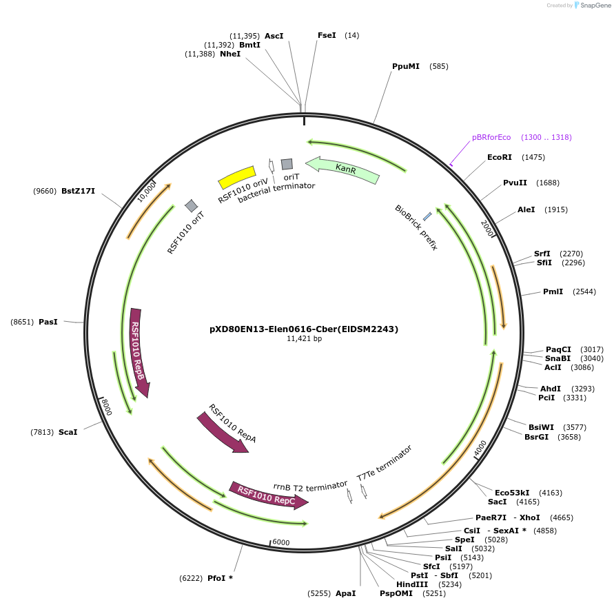 225308-plasmid-map-sequence-id-464775