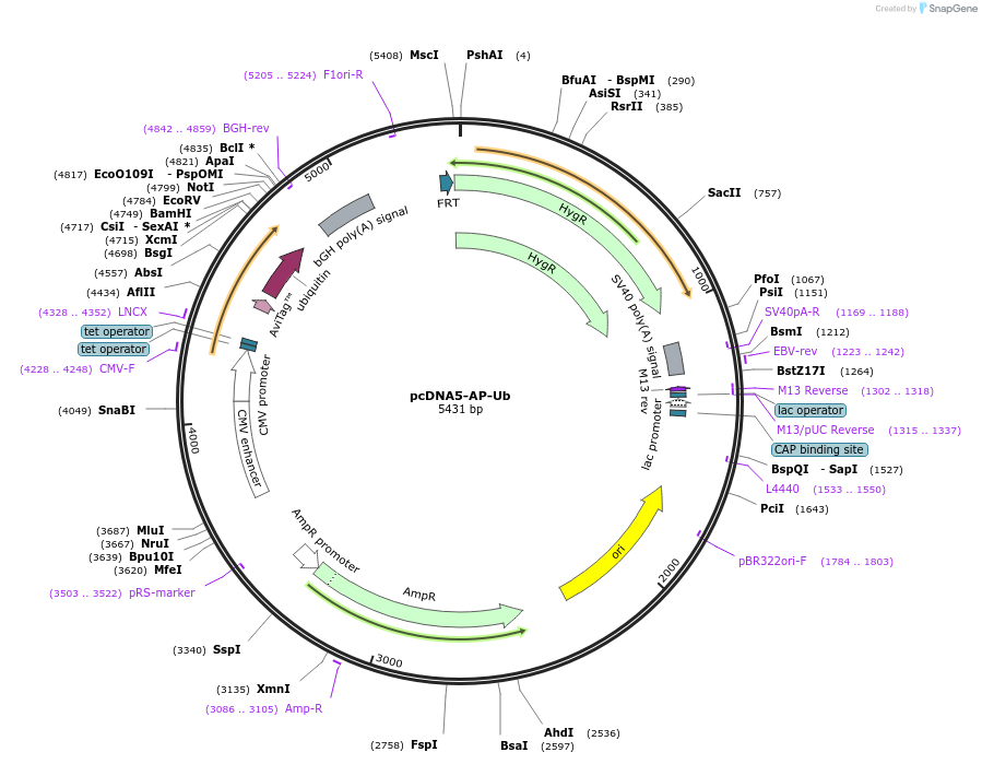 232577-plasmid-map-sequence-id-464776