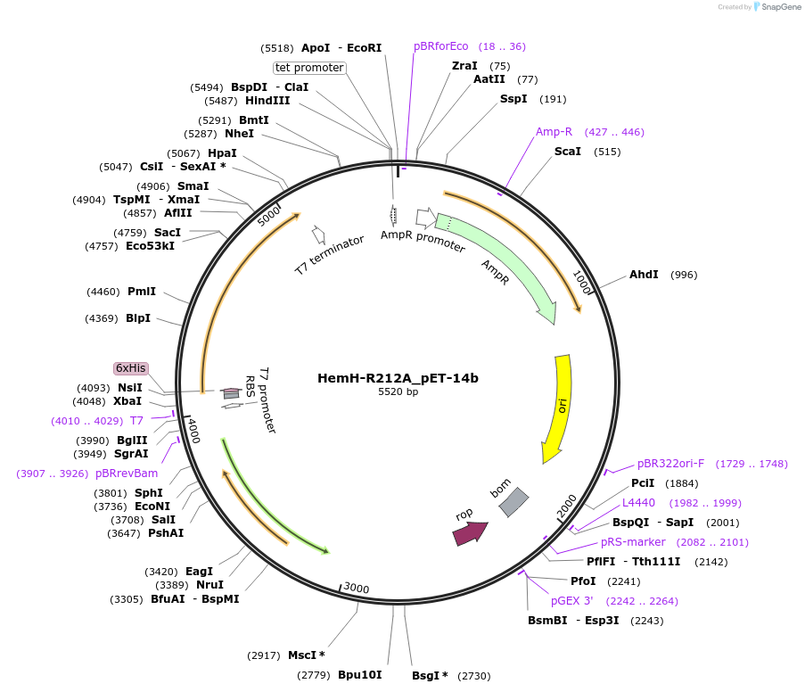233262-plasmid-map-sequence-id-464779