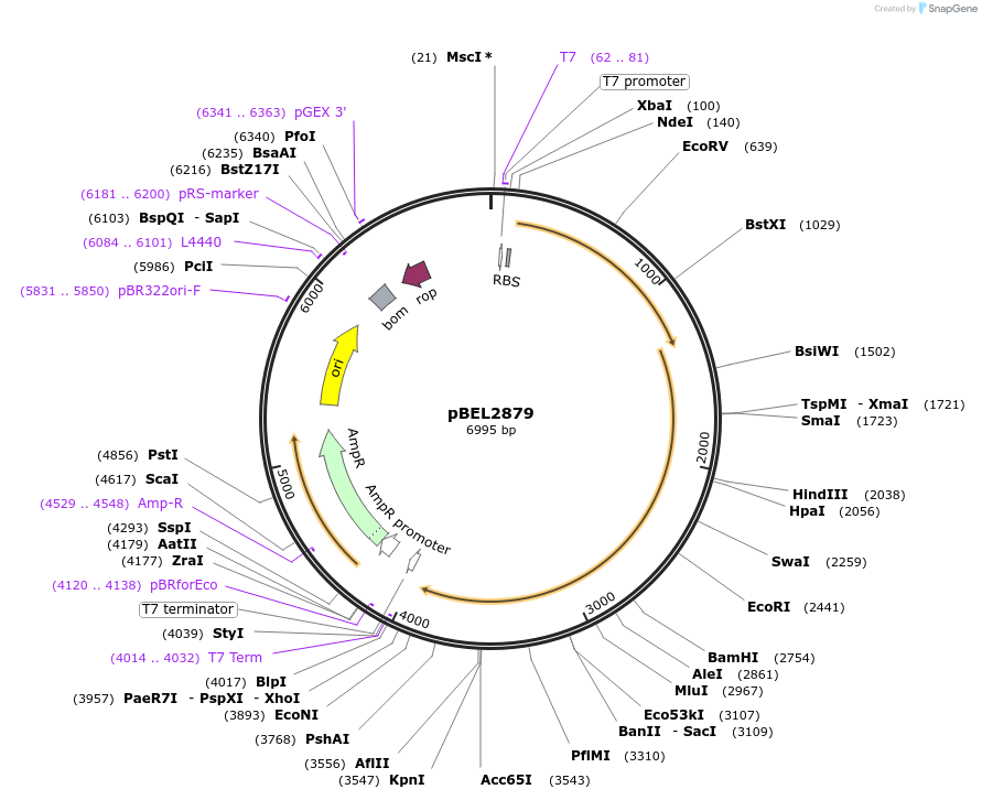 232519-plasmid-map-sequence-id-464780