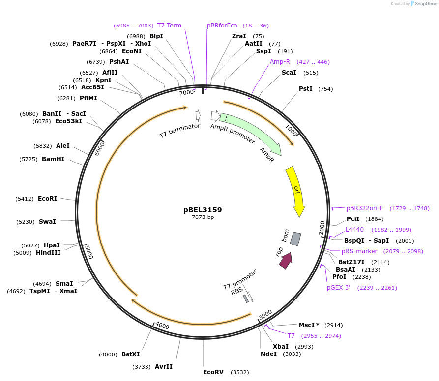 232531-plasmid-map-sequence-id-464783