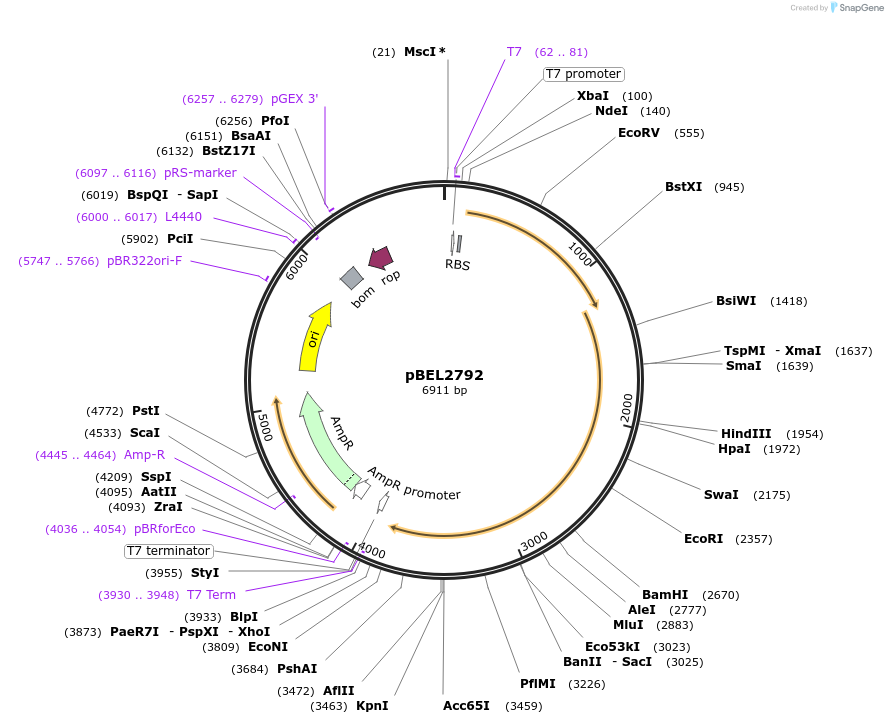 232507-plasmid-map-sequence-id-464794
