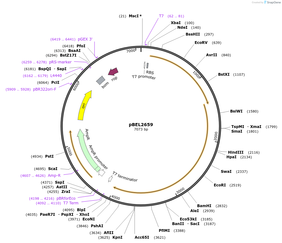 232503-plasmid-map-sequence-id-464795