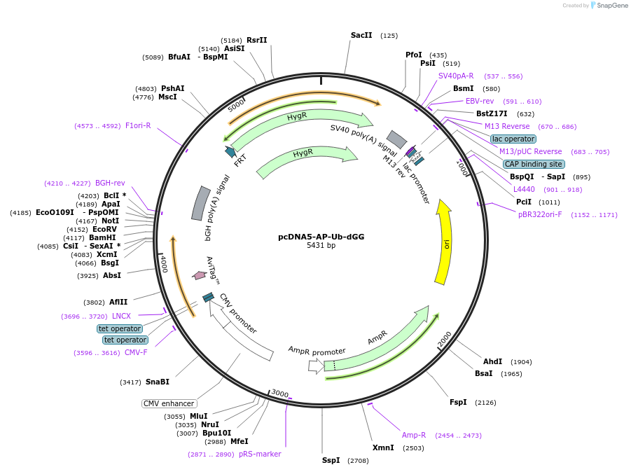232581-plasmid-map-sequence-id-464796
