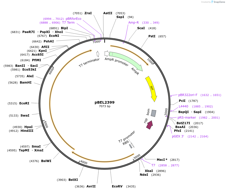 232487-plasmid-map-sequence-id-464797