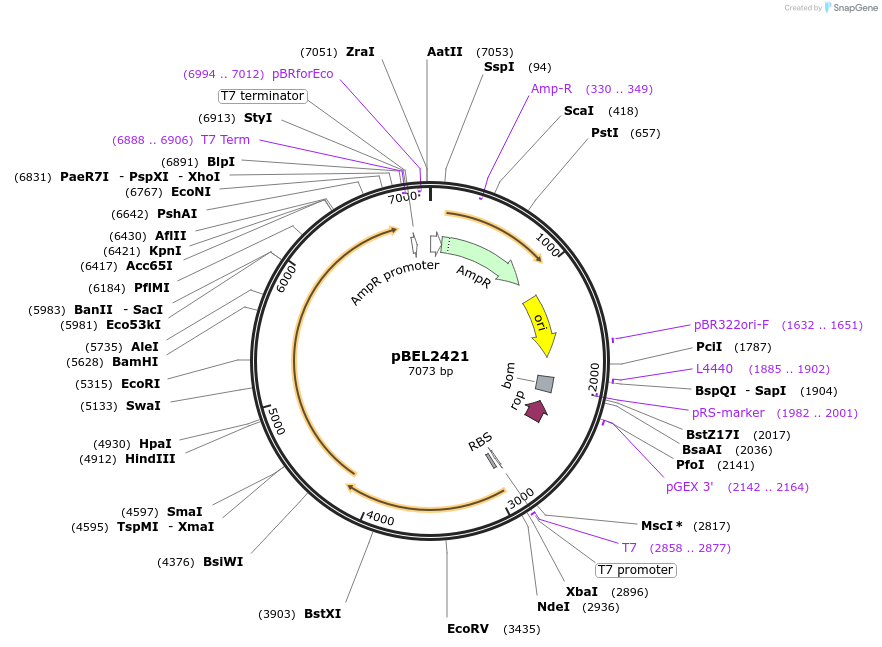 232489-plasmid-map-sequence-id-464799