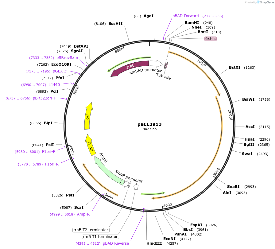 232523-plasmid-map-sequence-id-464801