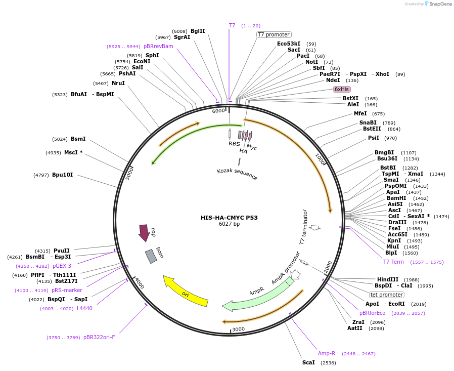 233738-plasmid-map-sequence-id-464803