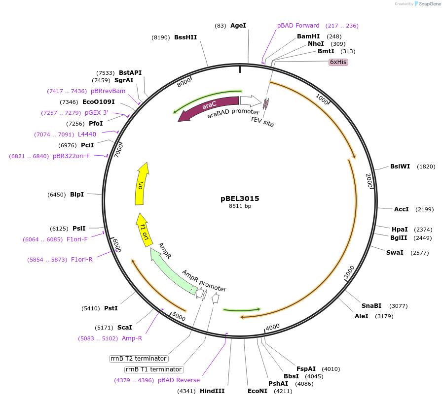 232527-plasmid-map-sequence-id-464805