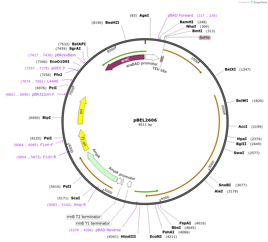 232495-plasmid-map-sequence-id-464807