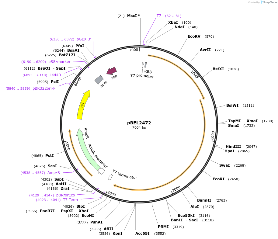 232491-plasmid-map-sequence-id-464815
