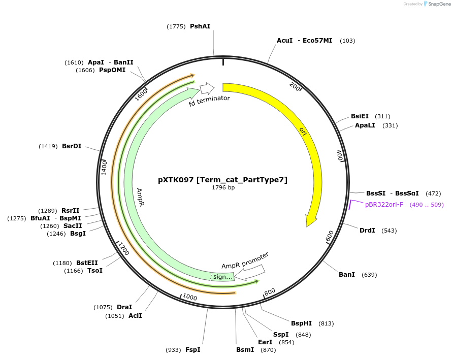 229334-plasmid-map-sequence-id-464817
